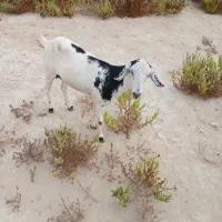 بز گمشده