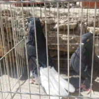 سیاه دمسفید نروماده|پرنده|دوگنبدان, |دیوار