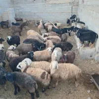 40راس بره نر وماده جفتی 75 و18راس کهره نر وماده