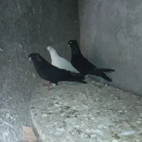 کبوتر شامی وصرب