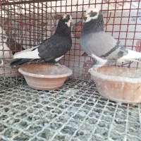 کبوتر چند جفت مایه|پرنده|پاکدشت, پاکدشت (مامازند)|دیوار