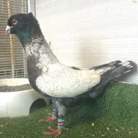 پرنده پشت طاووسی خوشکل مفت 6تومن  ارسالم دارم