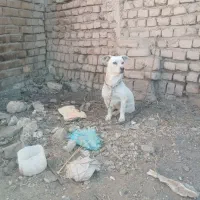سگ ماده|سگ|نیشابور, رحمت آباد|دیوار