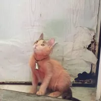واگذاری گربه نر