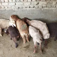 بره