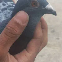 کبوتر مسافتی