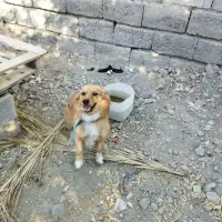 سلام فروش سگ باهوش|سگ|جیرفت, |دیوار