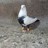 کبوتر دمی
