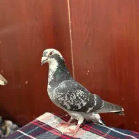 دوتا کفتر ذات دار|پرنده|شیراز, جوادیه|دیوار