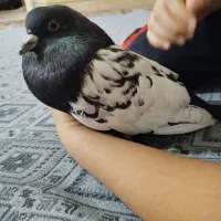 کبوتر سینه ای