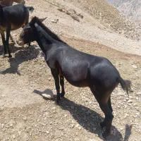 قاطر دوسال ۱ماه تقریبا درحال رام کردن|حیوانات مزرعه|کلاشی, |دیوار
