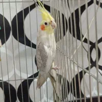 عروس هلندی نر مست