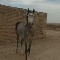 اسب عرب خالص ایرانی|اسب و تجهیزات اسب‌سواری|قم, پردیسان|دیوار