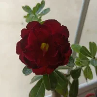 آدنیوم گل رزی درجه یک