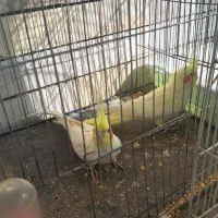 عروس هلندی جفت آماده تخم