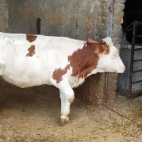 گوساله سیمینتال ماده