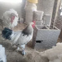 تخم  مرغ نطفه دار .خروس برهما .  ابخوری و دانخوری|حیوانات مزرعه|کرمانشاه, |دیوار