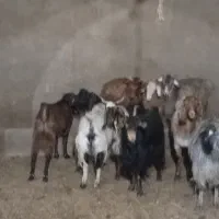 بز و غوریت|حیوانات مزرعه|نیر (یزد), |دیوار