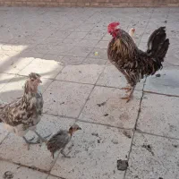 مرغ وخروس