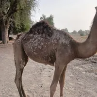 شتر
