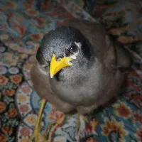 مرغ مینا