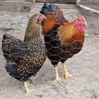 مرغ وخروس ویاندوت جی ای جی
