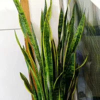 سانسوریا|کلکسیون اشیاء عتیقه|مشهد, حجت|دیوار