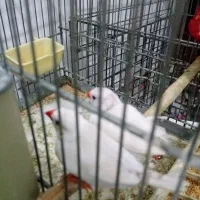 فنچ
