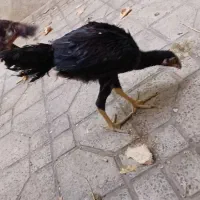 خروس و لاری