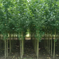 نهــال صنـوبر نیگرا  سود بالا با کاشت کم‌هزینه