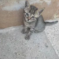 واگذاری گربه