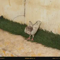 کبوتر سرور