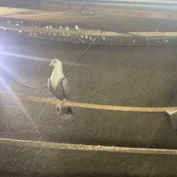 ماده مشهدی بالدار