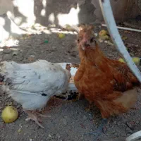 جوجه سالم و واکسن خورده دو ماه