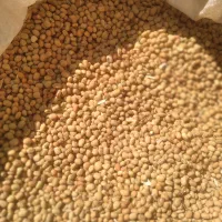 فروش لوبیای محلی