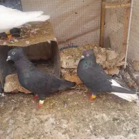 سیاه دم سفید