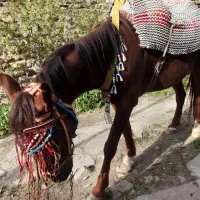 اسب|اسب و تجهیزات اسب‌سواری|آسارا, |دیوار