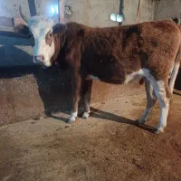 لیشه چالوسی شکم دار|حیوانات مزرعه|سنگر, |دیوار