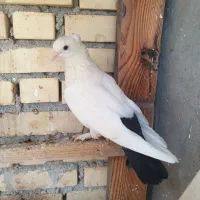 ماده دم سیاه شامی کبوتر