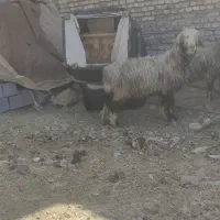 میش