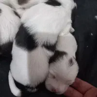 توله های شیتزو تریر