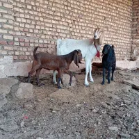 بز پاکستانی