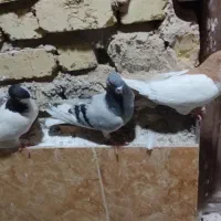 سه تاشهری معاوضه باپلاکی یاخودمونی هوایی|پرنده|شیراز, حجت آباد|دیوار
