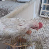 جوجه خوروس