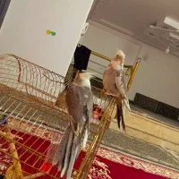 فروش یه جفت عروس هلندی وایت فیس|پرنده|لالجین, |دیوار