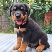 توله روتوایلر|سگ|رشت, آب آسیاب|دیوار