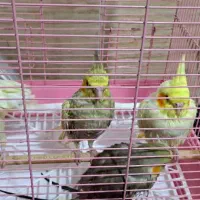 جوجه عروس هلندی نرم خور نزدیک دون خور شدن