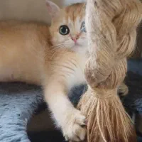 بچه گربه بریتیش ny12 فوق‌العاده شیطون و بازیگوش|گربه|رشت, نیکمرام|دیوار