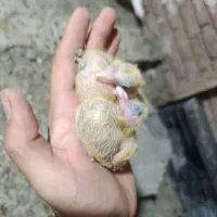 واکسن