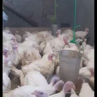 بوقلمون گوشتی . ارسال درب منزل رایگان